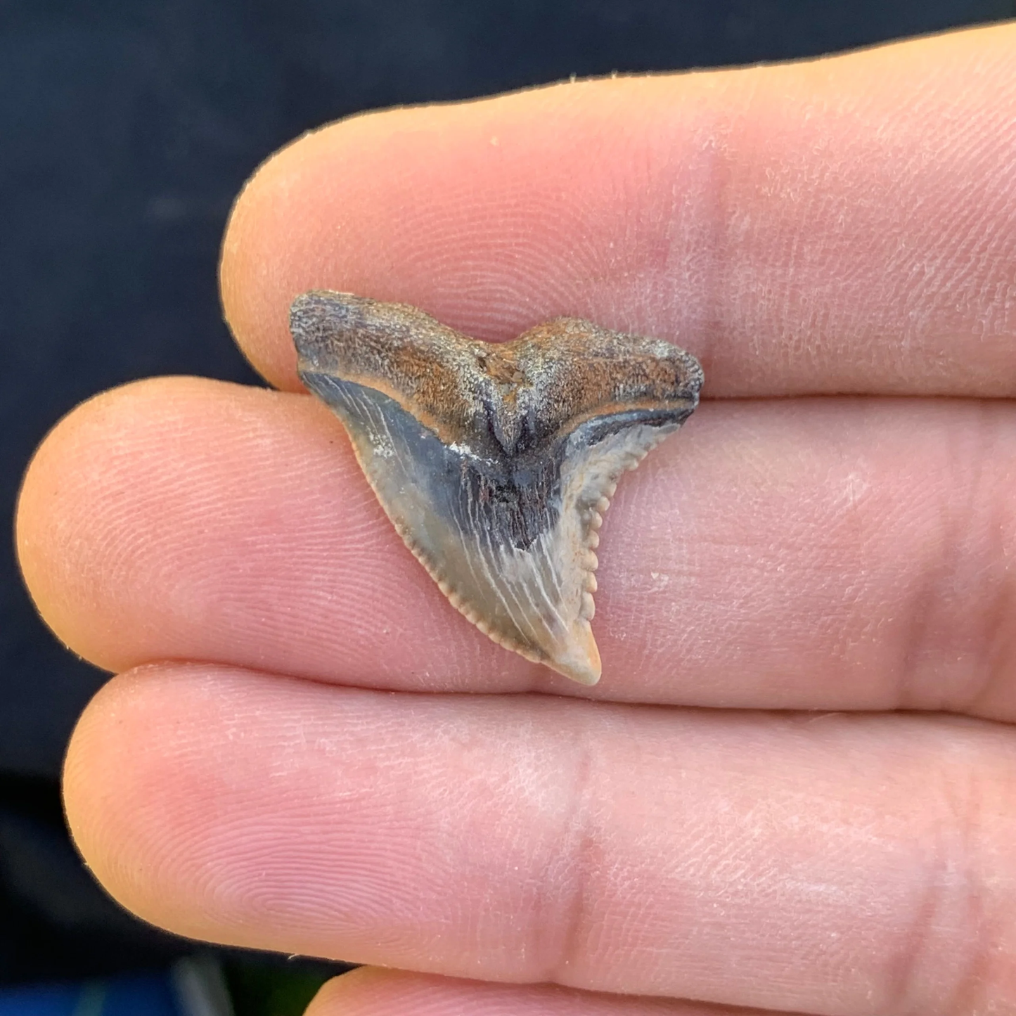 1” Hemipristis serra Shark Tooth - Virginia
