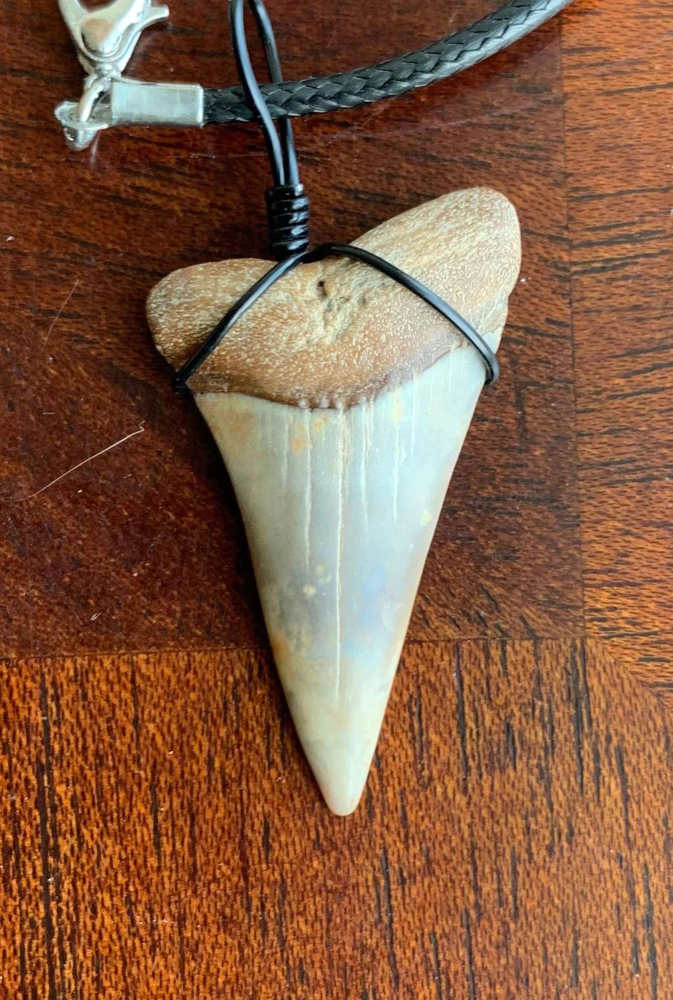 Carcharodon hastalis white shark tooth necklace