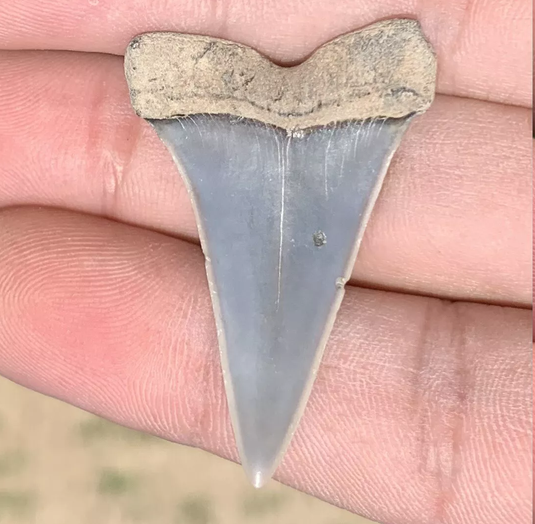 1.64” Carcharodon hastalis - Virginia