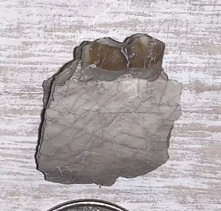 Fossil Oreodont Lower Jaw Section With Tooth