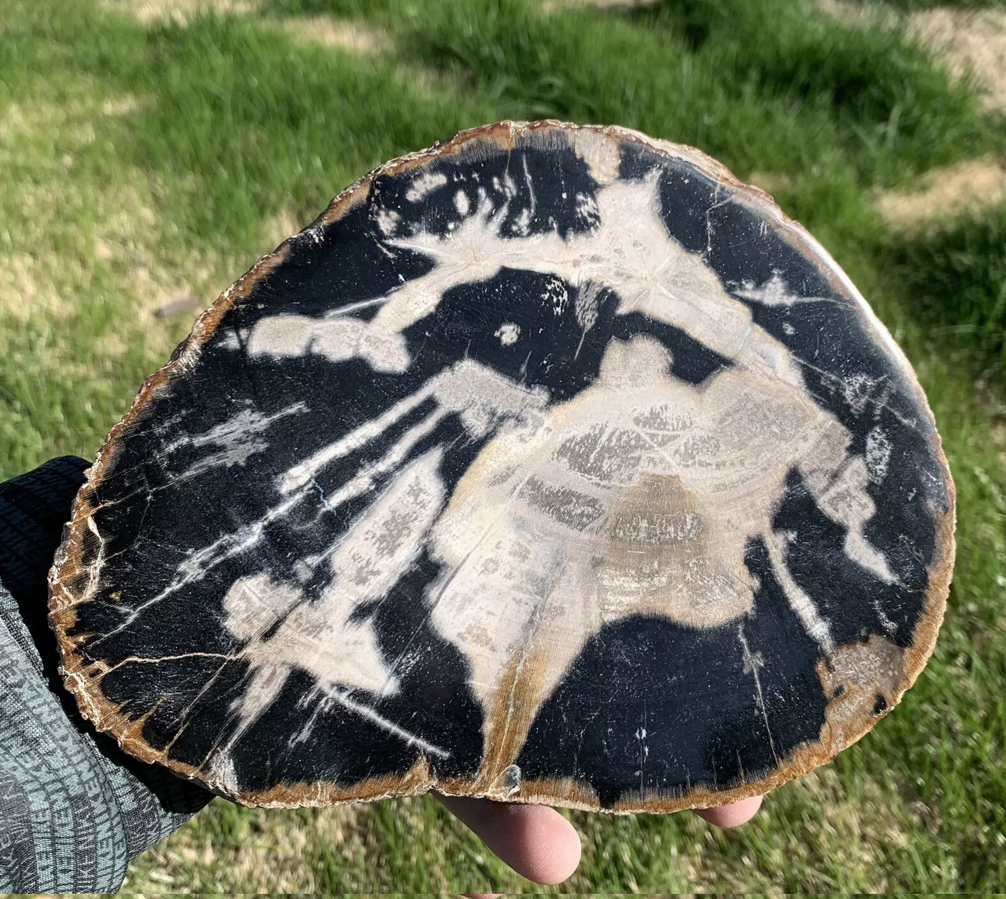 Black and White Polished Petrified Wood From Indonesia