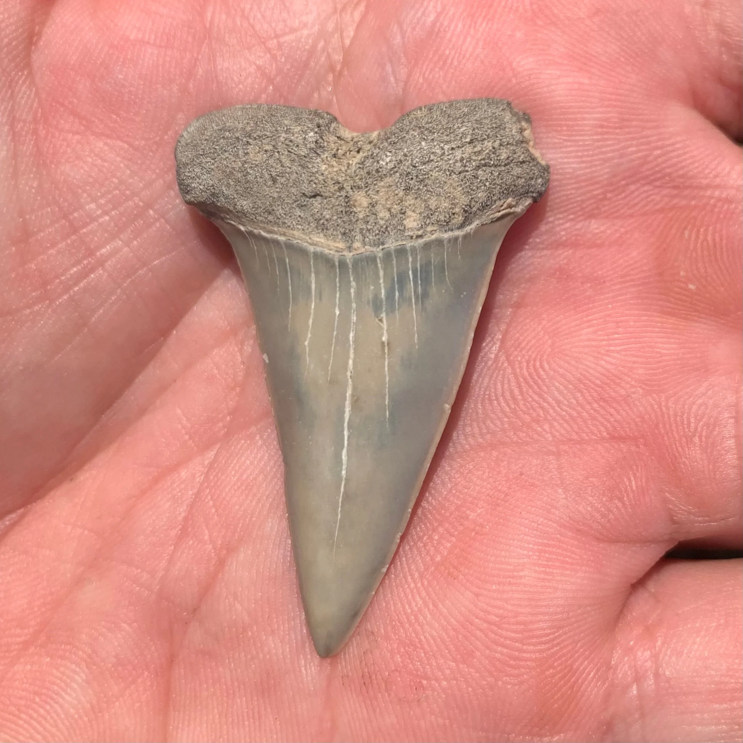 1.86” Carcharodon hastalis - Virginia