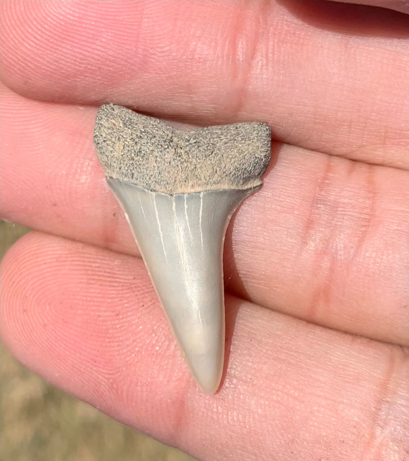 1.24” Carcharodon hastalis - Virginia