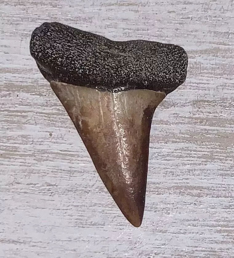1.69" Carcharodon hastalis - Virginia