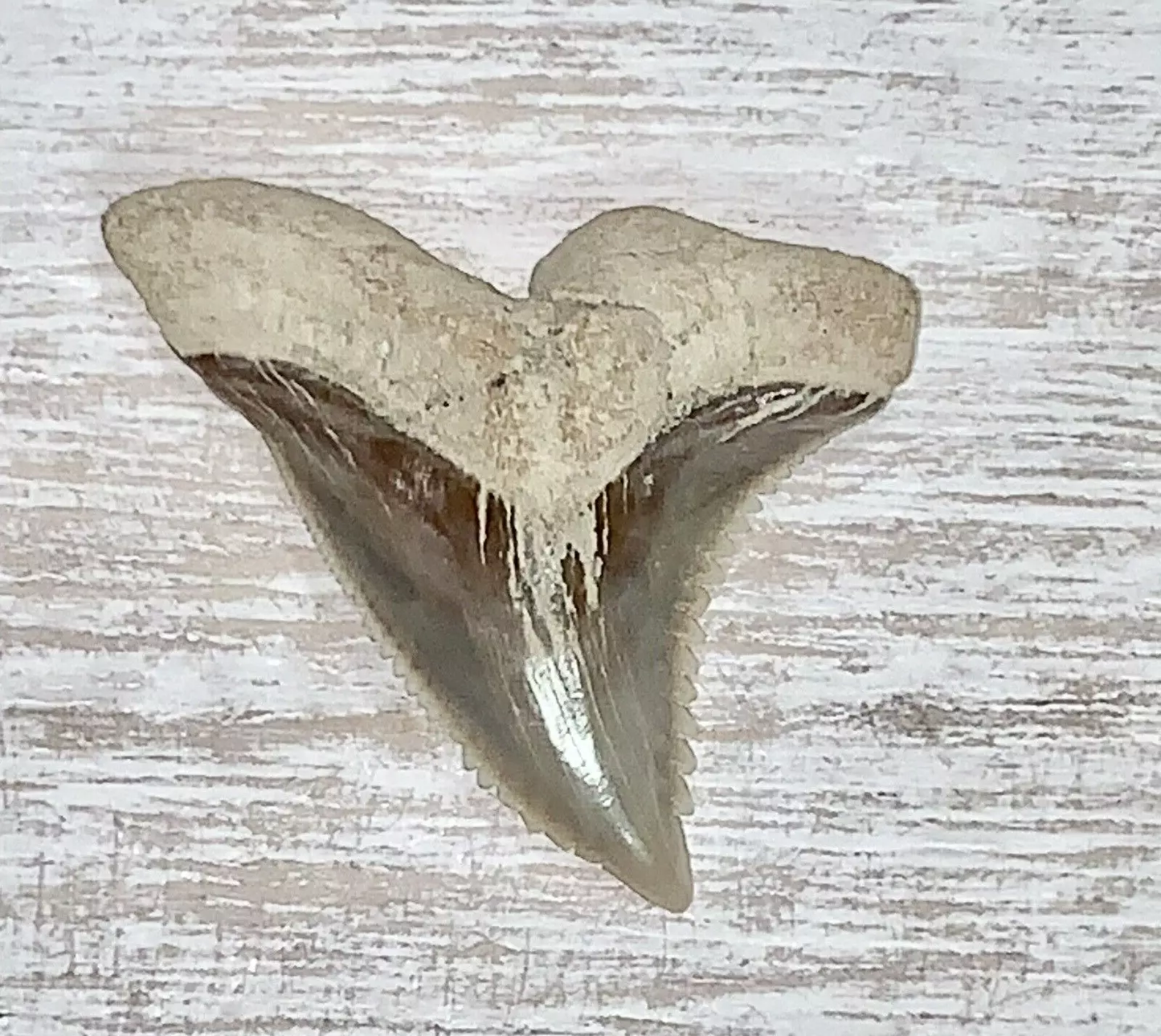 1.34" Hemipristis serra - Virginia