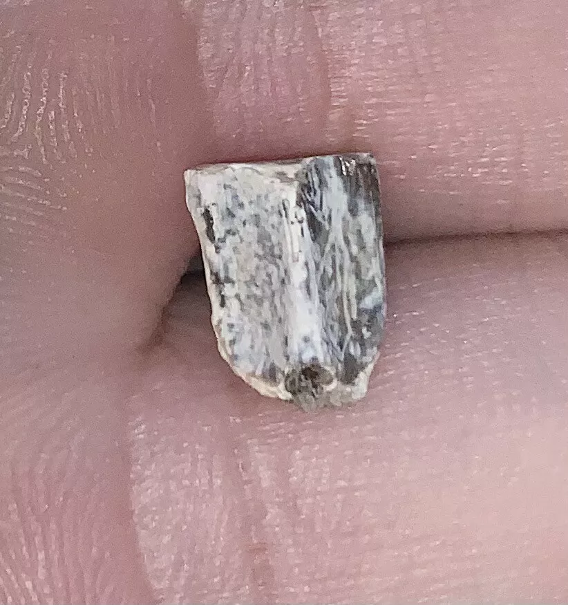 Edmontosaurus Dinosaur Tooth, Hell Creek Formation SD, Hadrosaur, Duck-billed