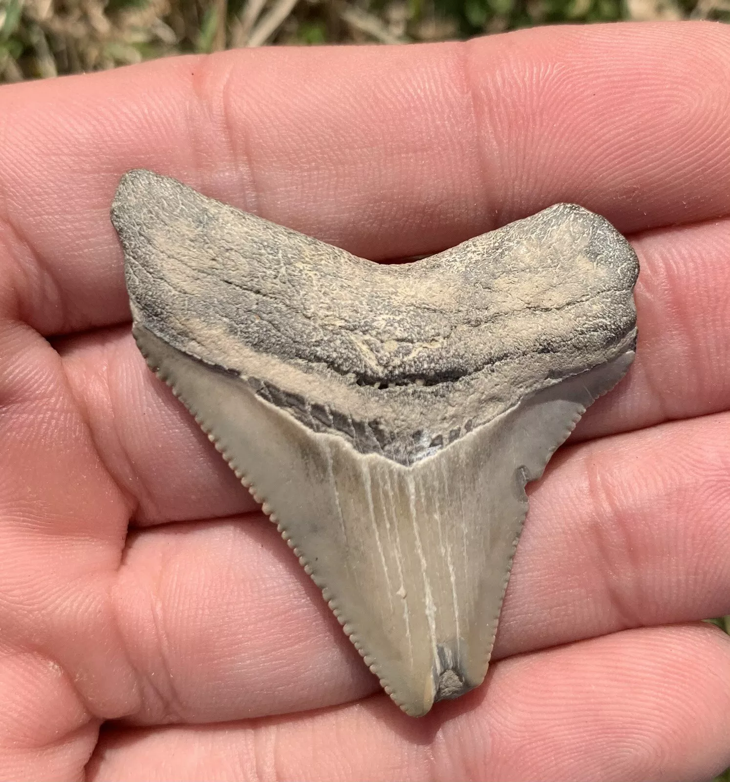 1.87” Otodus Megalodon - Virginia