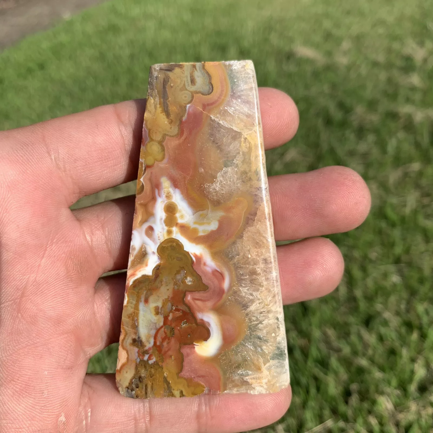 Polished Agatized Banded Palm Root from Indonesia