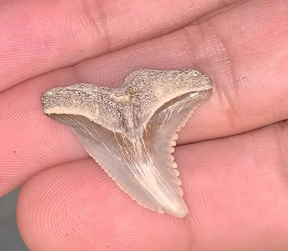 1.13" Hemipristis serra - Virginia