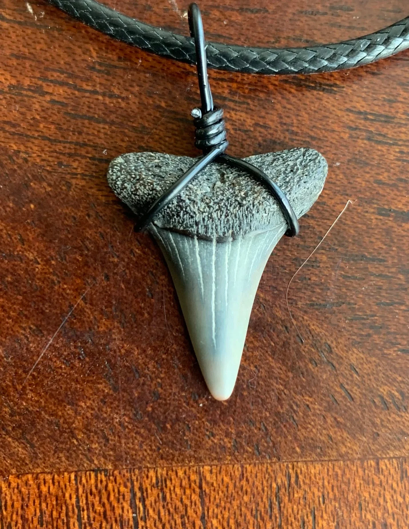 Carcharodon hastalis white shark tooth necklace