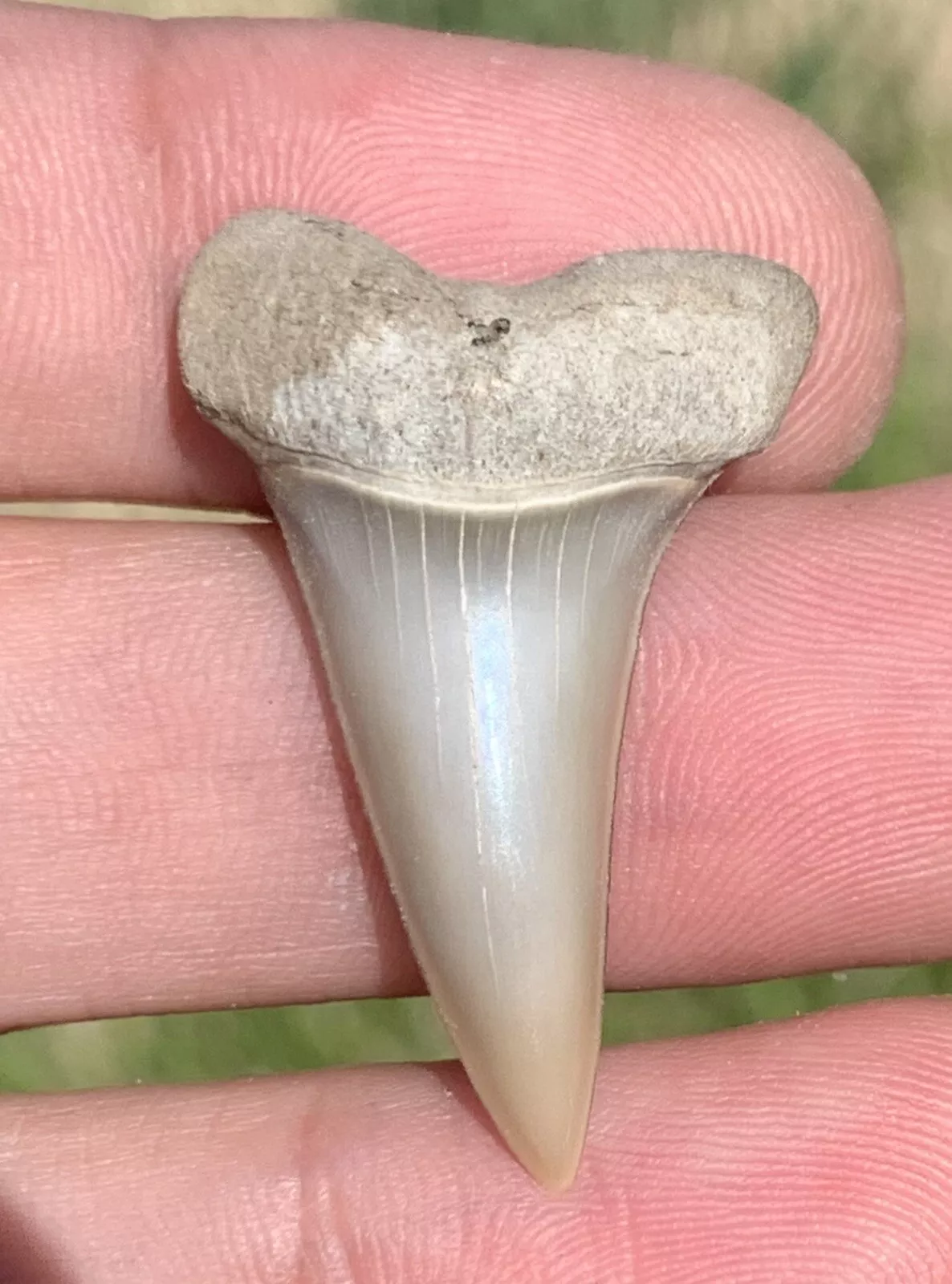 1.37” Carcharodon hastalis - Lee Creek Mine