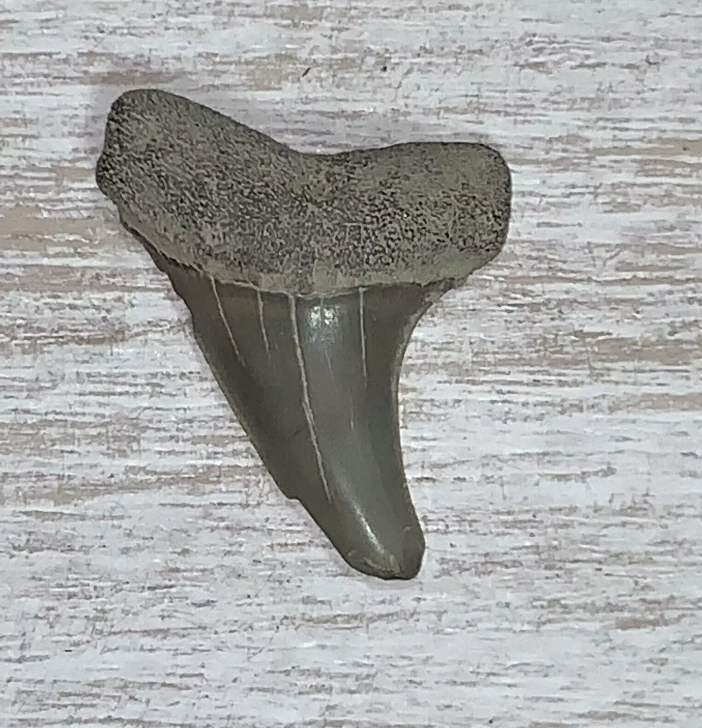 1.4" Carcharodon hastalis - Virginia
