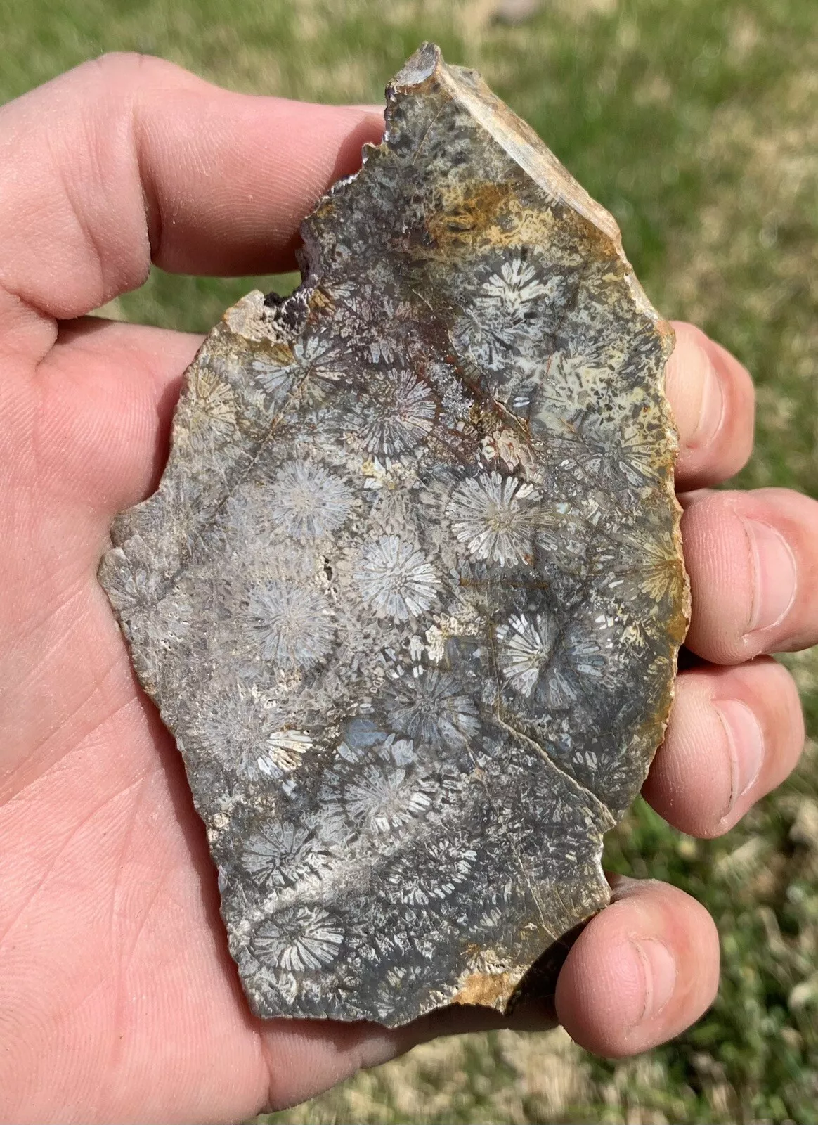 Polished Black Fossil Coral from Indonesia, Slab, Slice