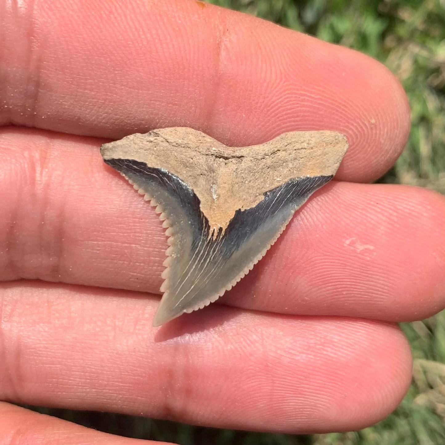 1.17” Hemipristis serra Shark Tooth - Virginia