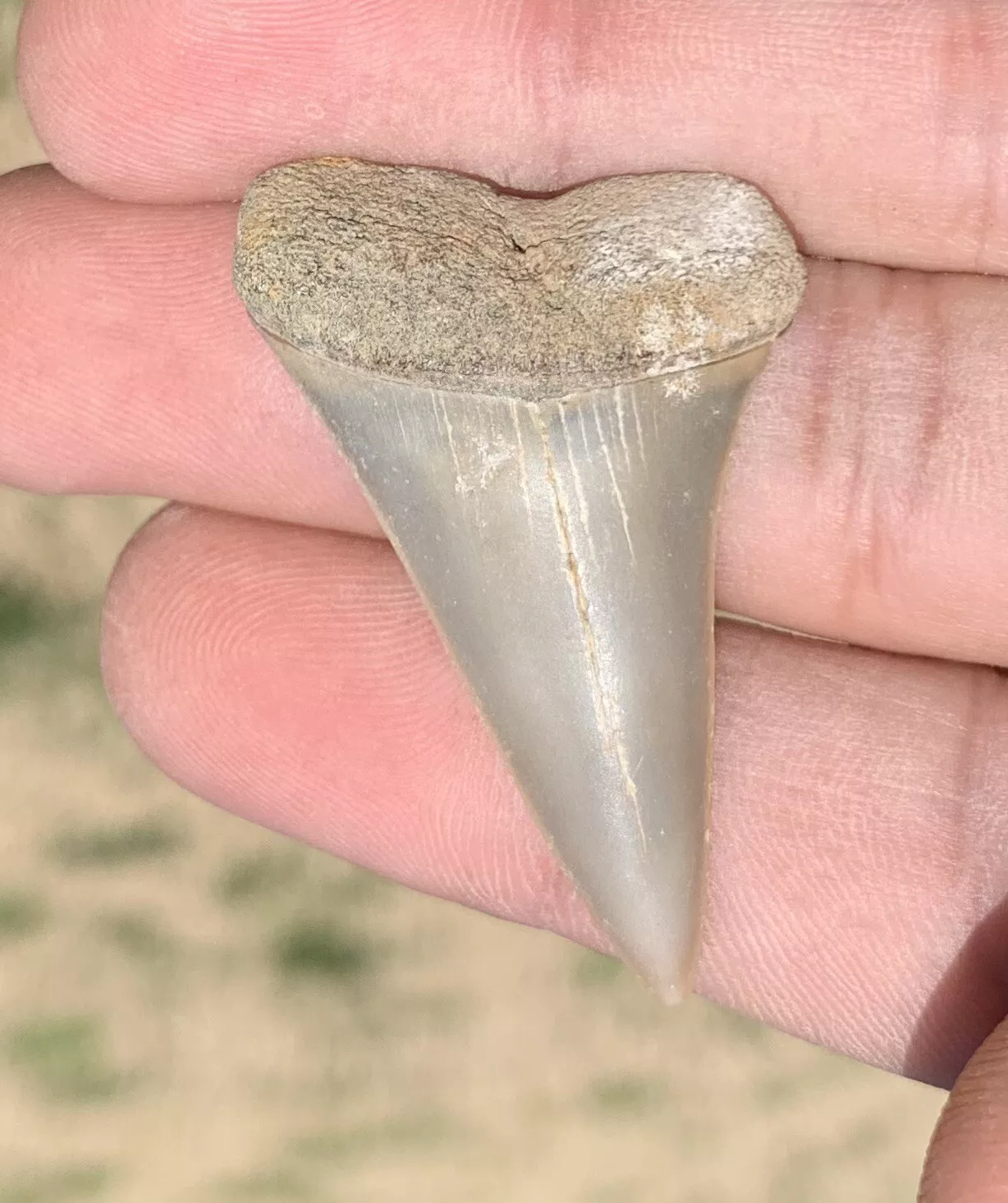 1.73” Carcharodon hastalis - Virginia