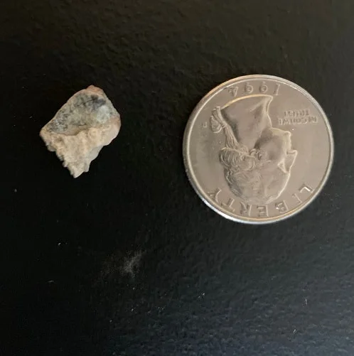 Triceratops Tooth From The Hell Creek Formation Of South Dakota