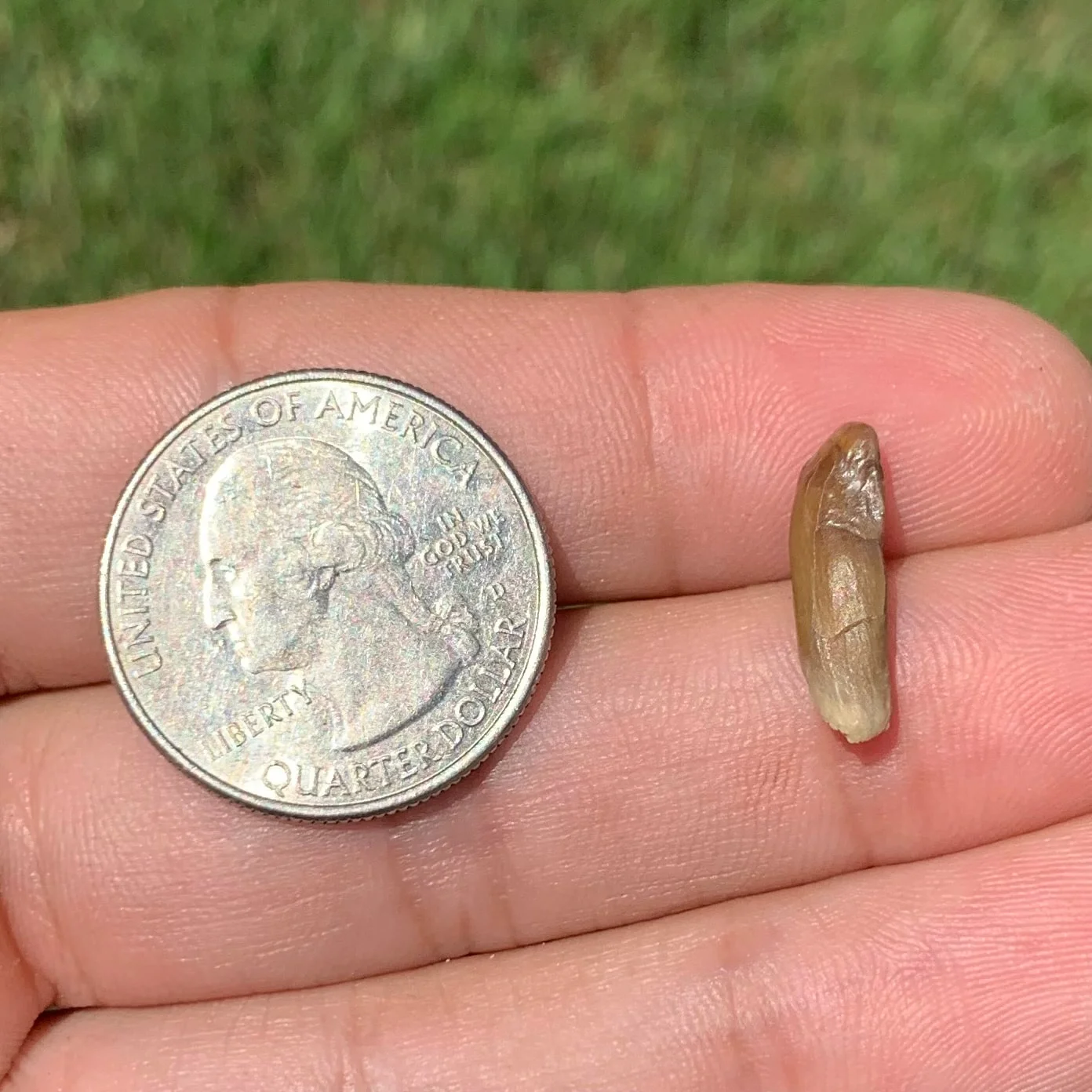 Fossils Camel Lower Jaw Incisor Tooth, Poebrotherium