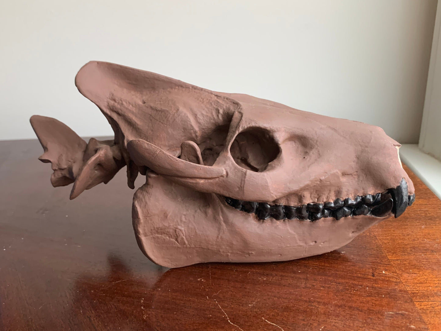 Merycoidodon culbertsoni, oreodont skull