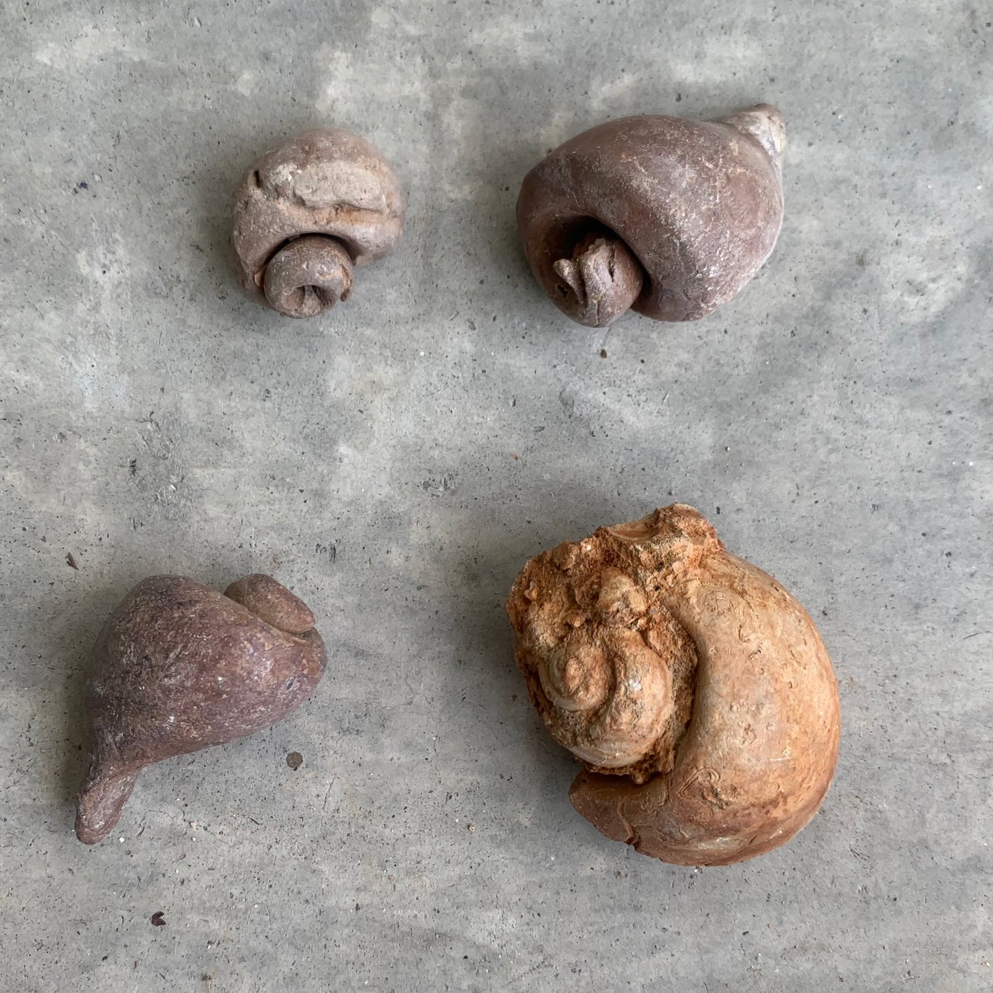 Fossil Gastropod Steinkerns(molds), from the Miocene of Virginia