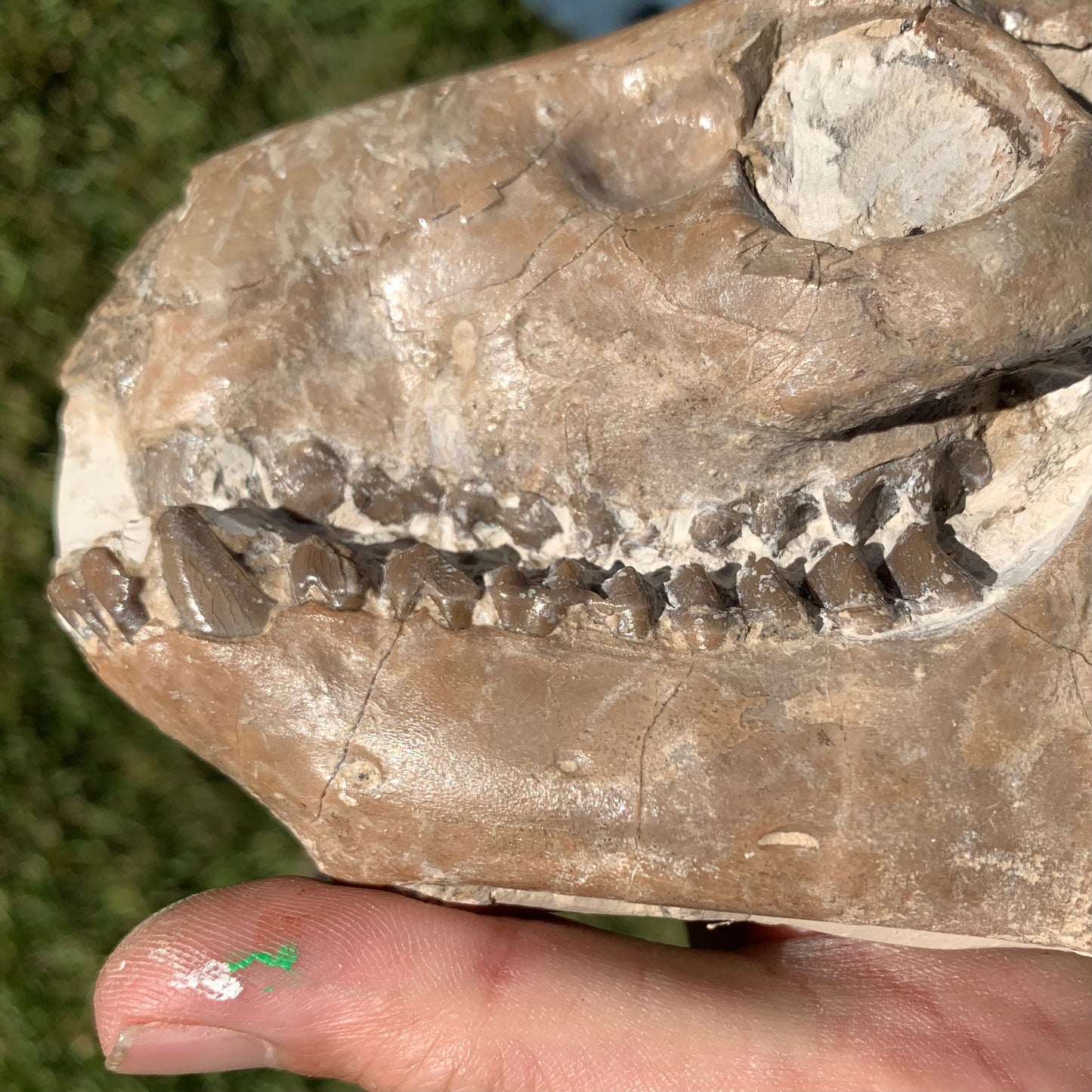 Fossil Oreodont Skull, Merycoidodon culbertsoni, White River Badlands