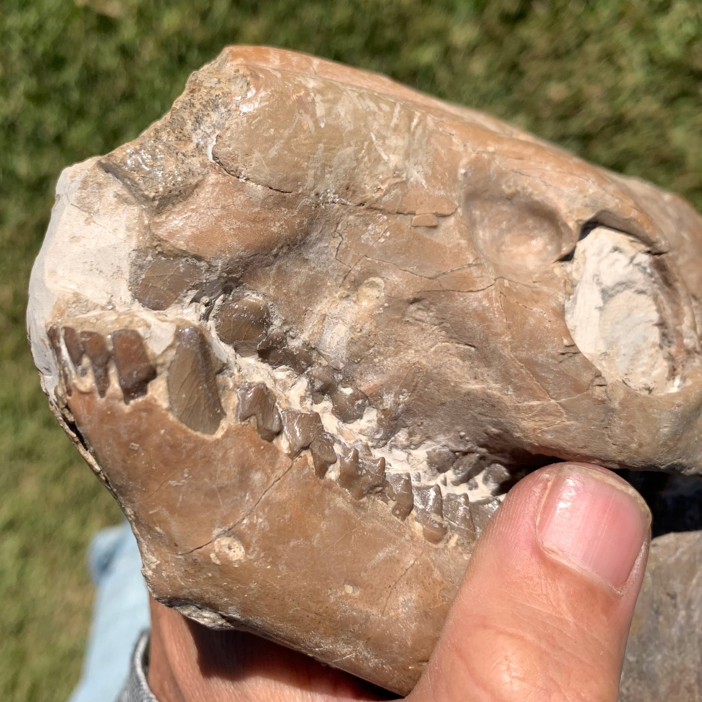 Fossil Oreodont Skull, Merycoidodon culbertsoni, White River Badlands