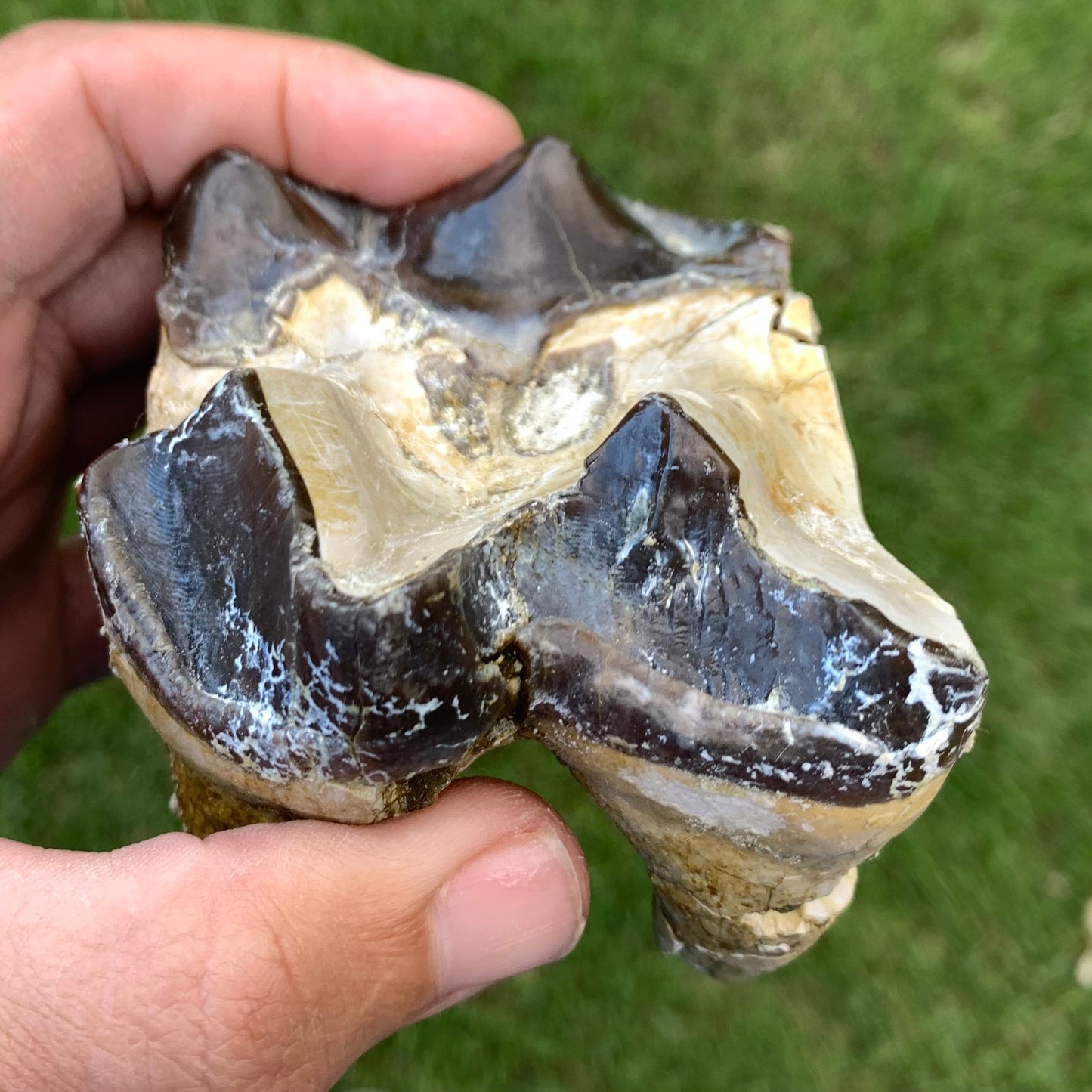 Titanothere upper tooth