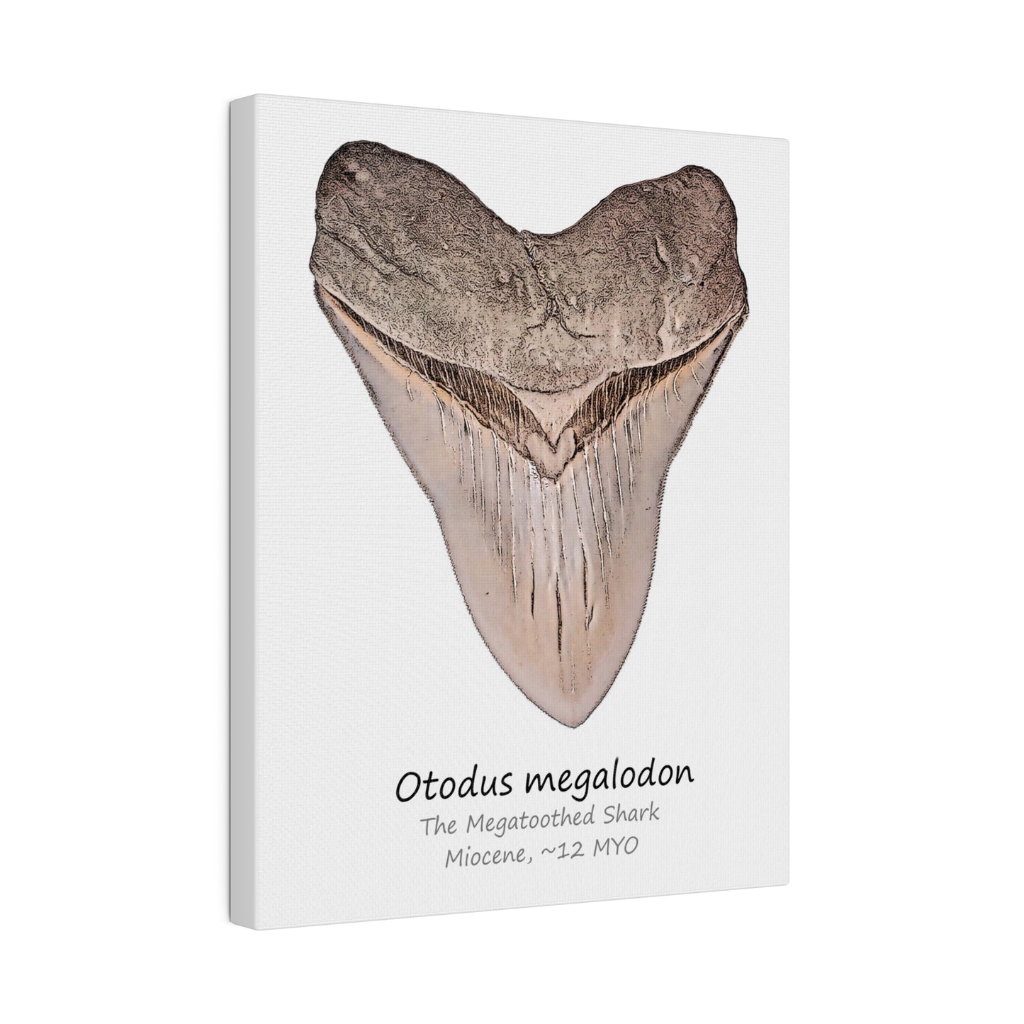 Otodus megalodon Canvas Print Wall Art Décor