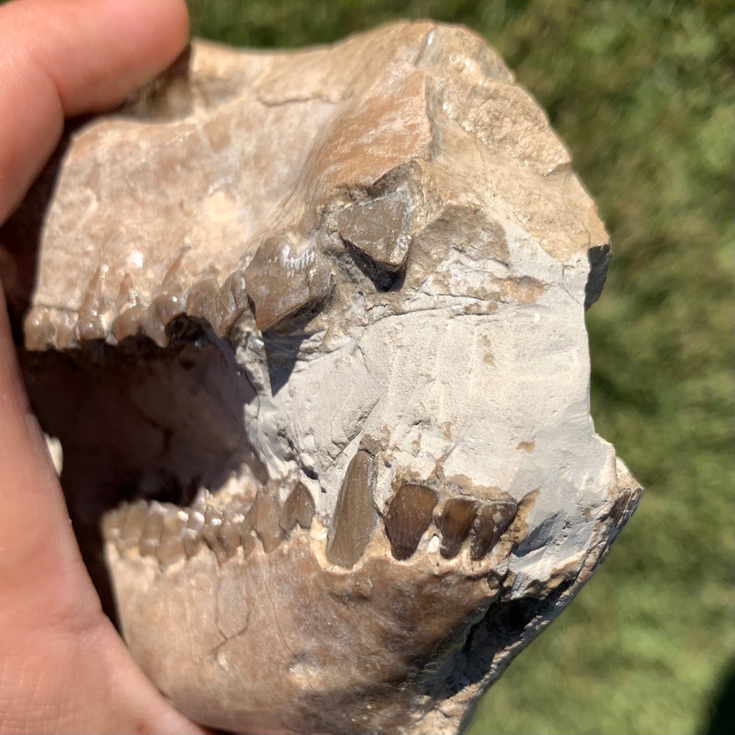 Fossil Oreodont Skull, Merycoidodon culbertsoni, White River Badlands