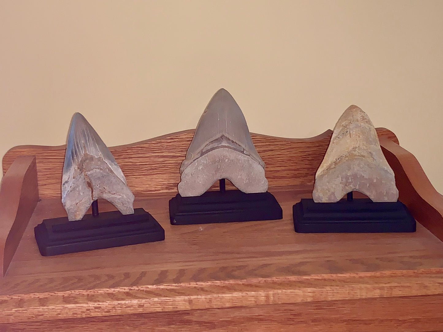 Megalodon Shark Tooth Stand Rectangular