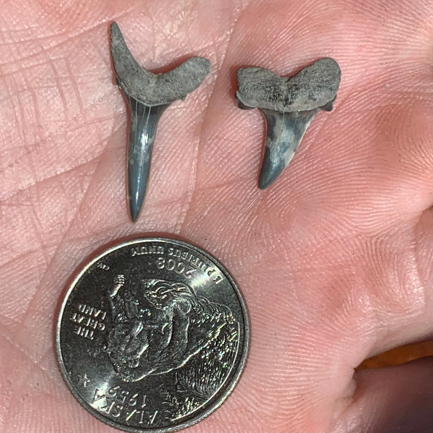 Striatolamia macrota - Muddy Creek