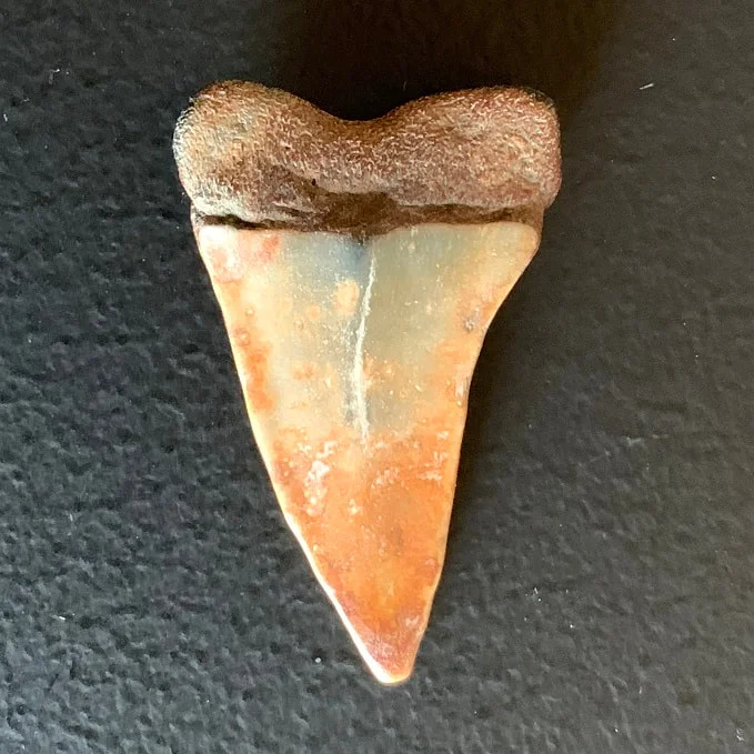 1.64" Carcharodon hastalis Shark Tooth