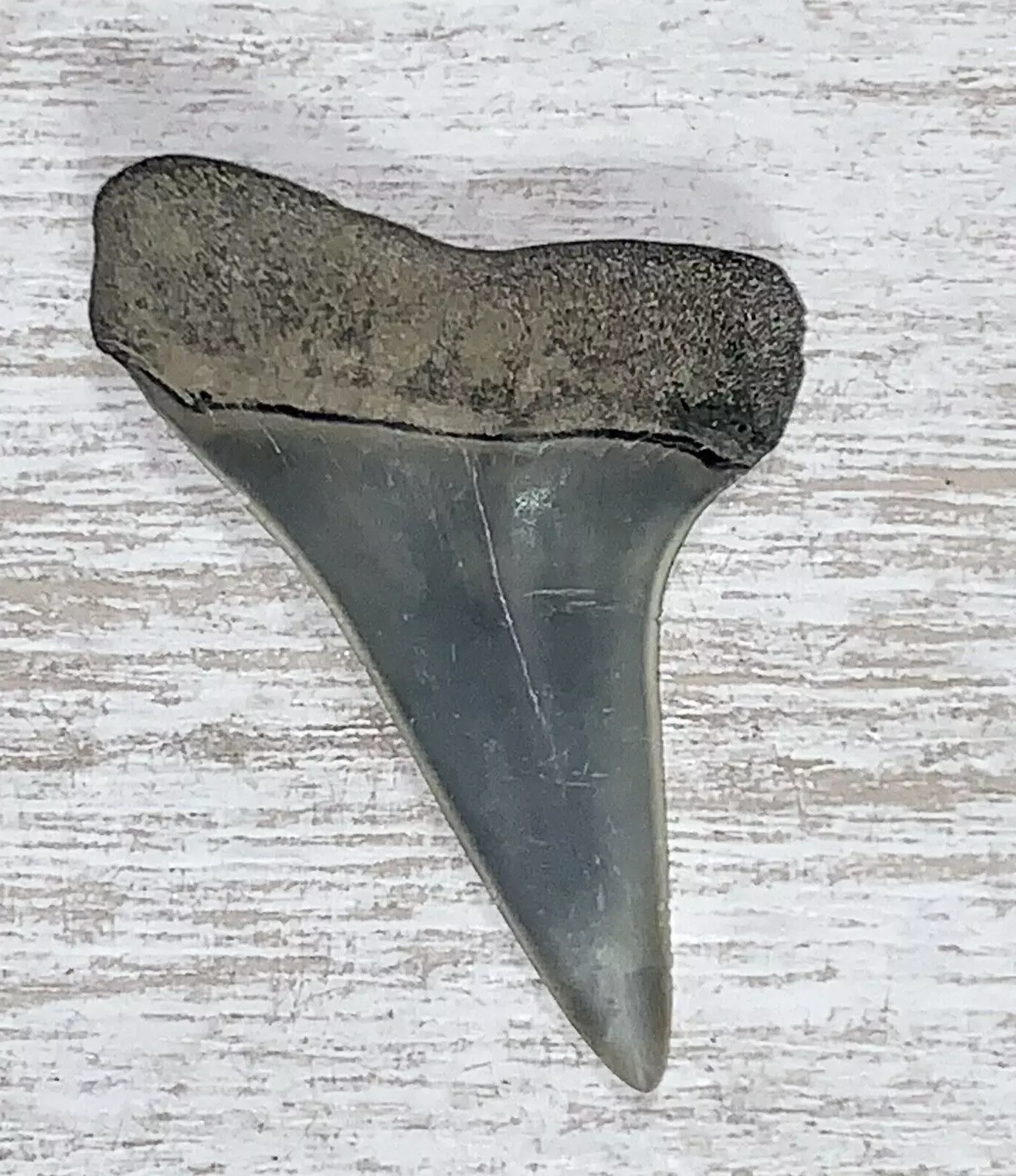 1.73" Carcharodon hastalis - Virginia