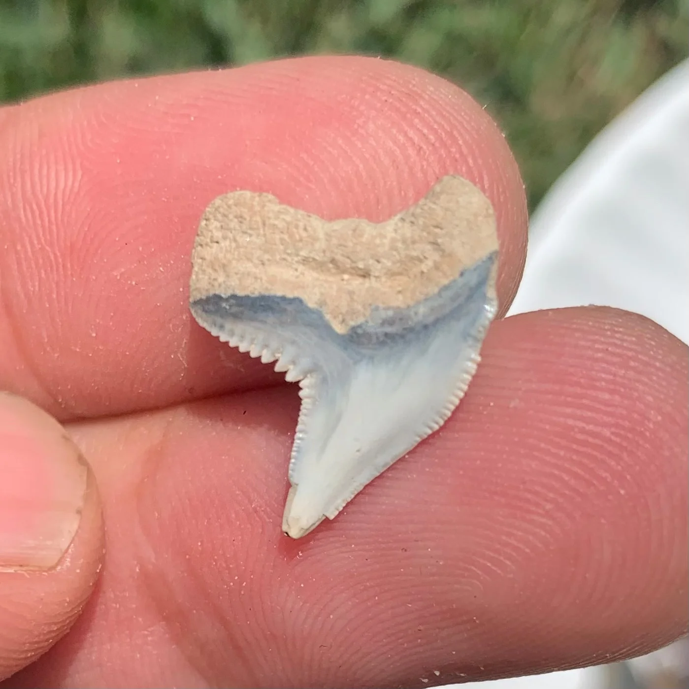 Physogaleus contortus - Virginia