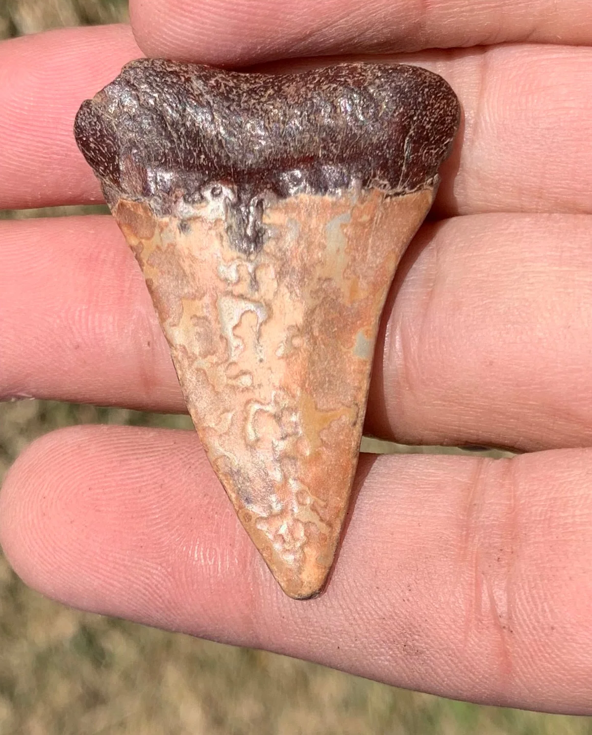 1.83” Carcharodon hastalis - Virginia