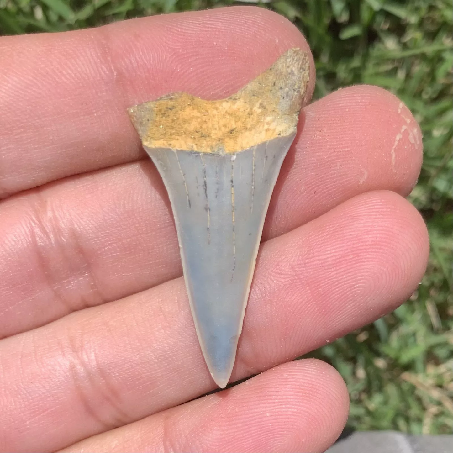 1.65 "Carcharodon hastalis - Bakersfield California