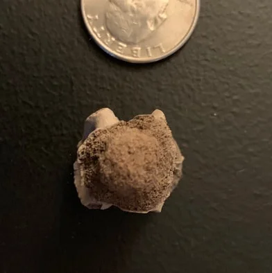Crocodile Vertebrae