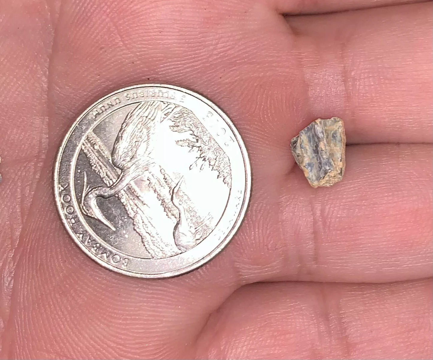 Edmontosaurus Dinosaur Tooth, Hell Creek Formation SD, Hadrosaur, Duck-billed