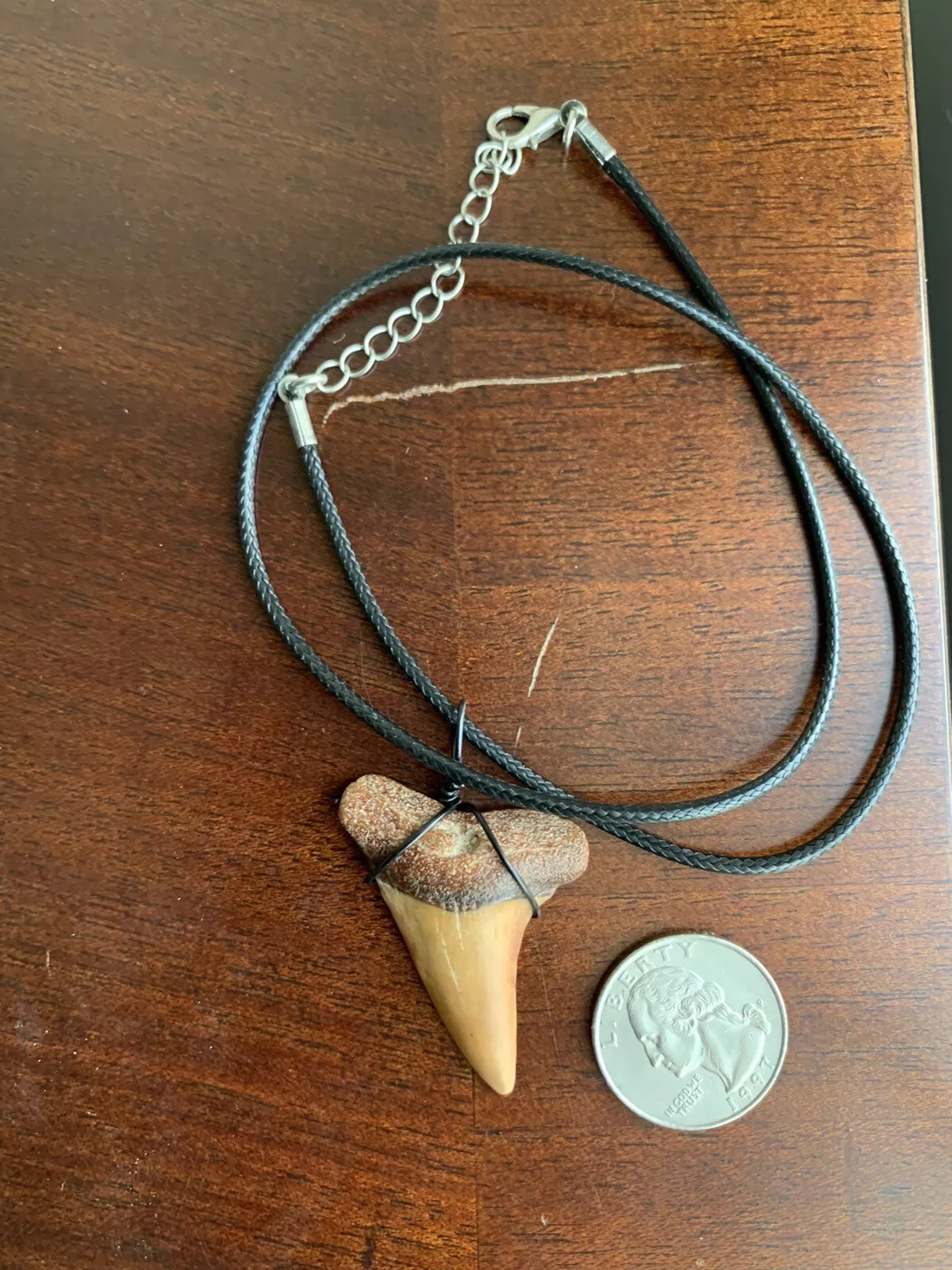 Carcharodon hastalis white shark tooth necklace