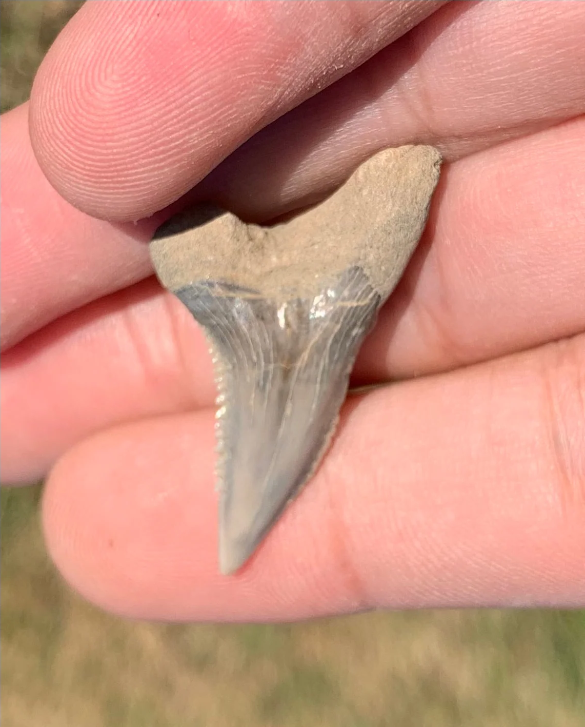 1.4” Hemipristis serra Shark tooth - Virginia