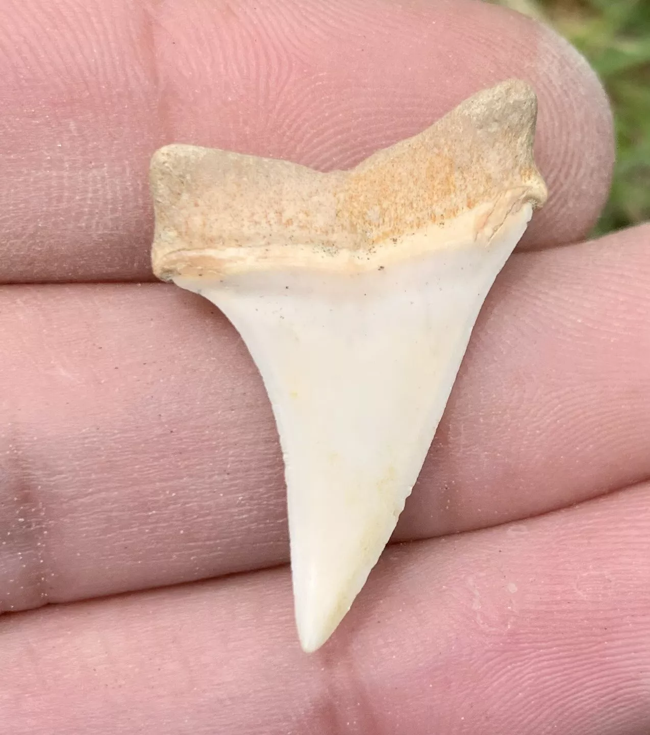 1.22” Carcharodon hastalis - Bakersfield
