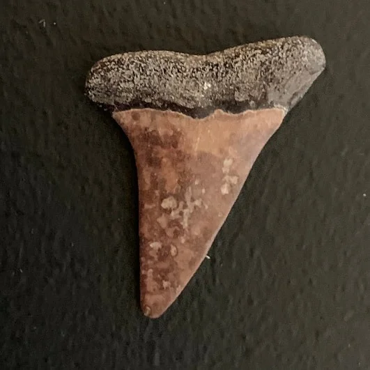 1 .28" Carcharodon hastalis - Virginia