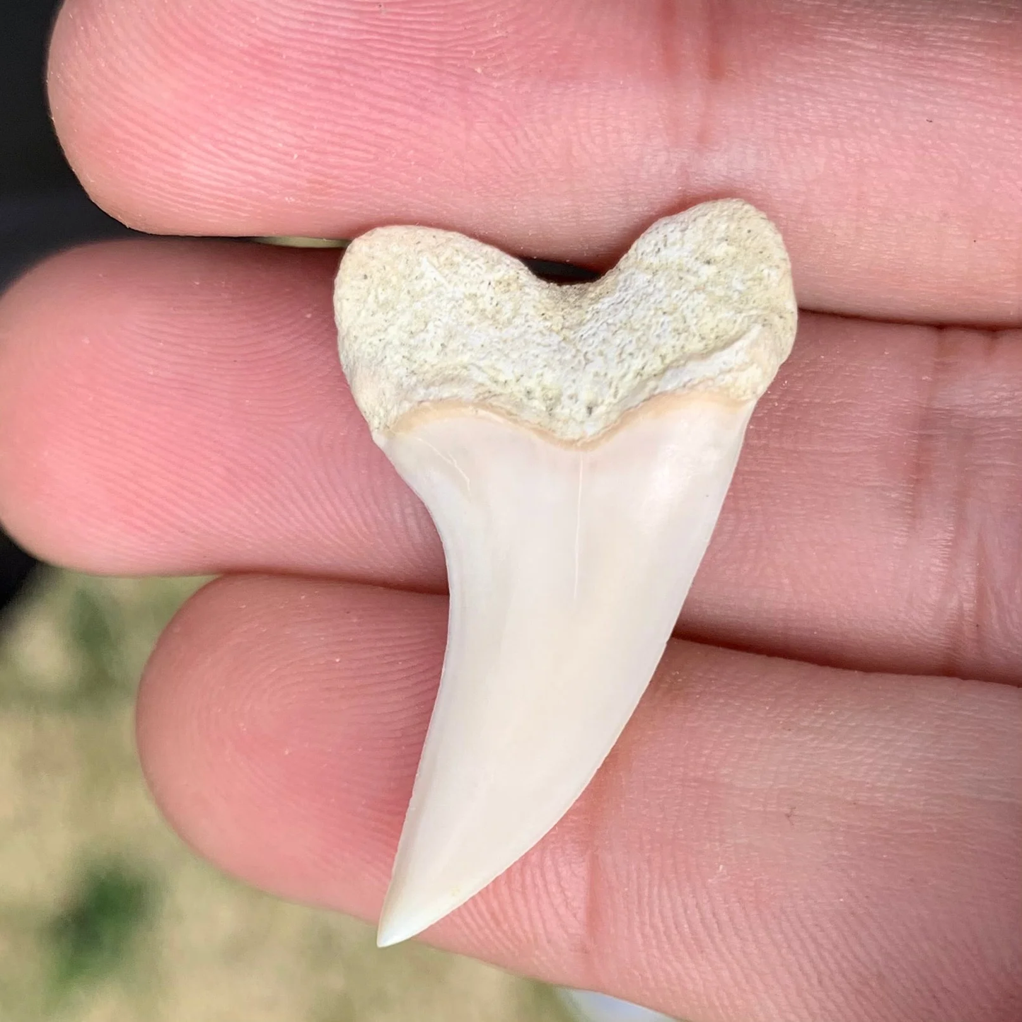 1.37" Carcharodon planus - Bakersfield