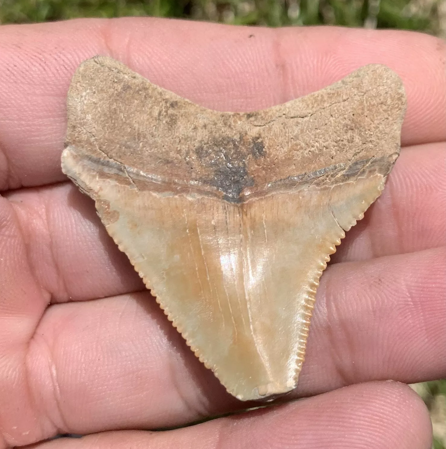 1.84” Otodus Megalodon - Virginia