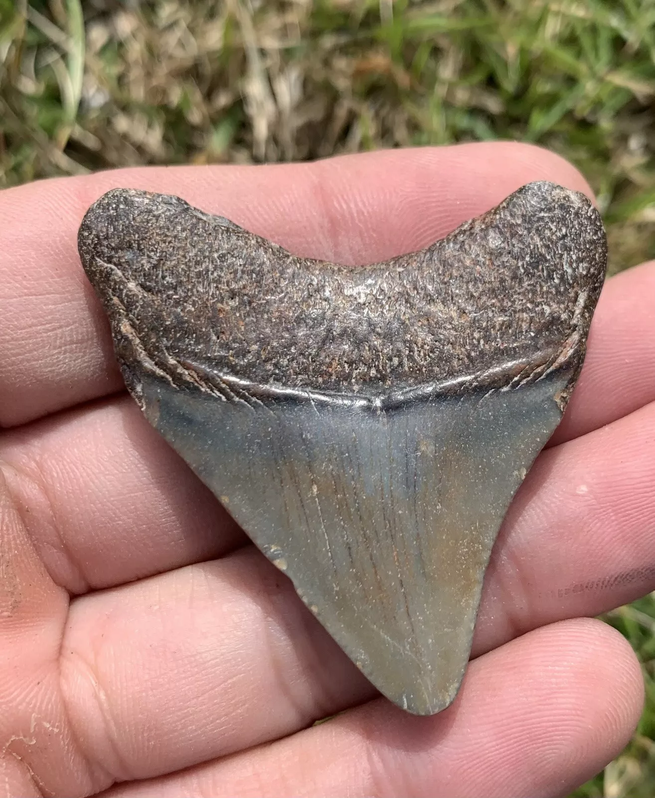 2” Otodus Megalodon - Virginia