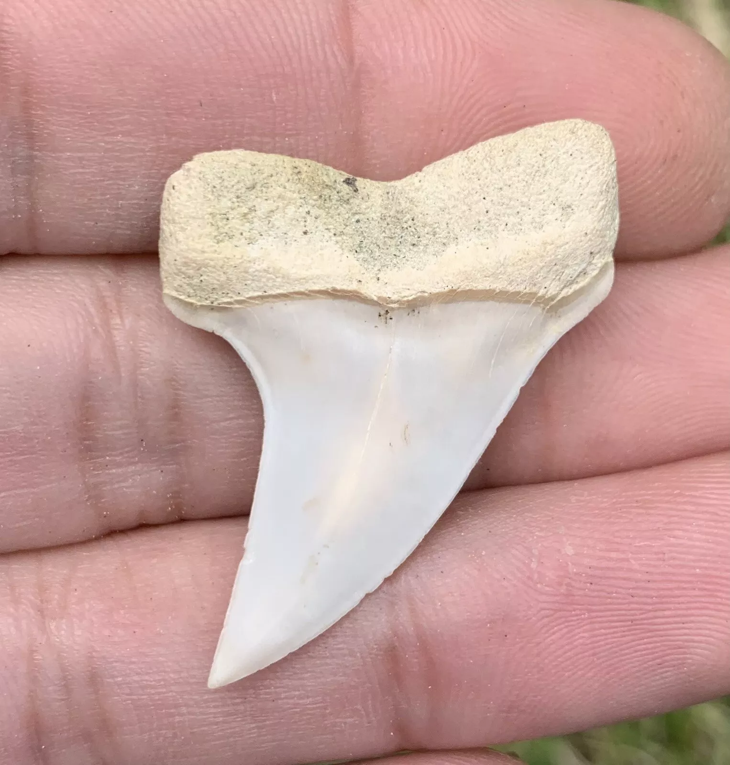 1.48" Carcharodon planus - Bakersfield California