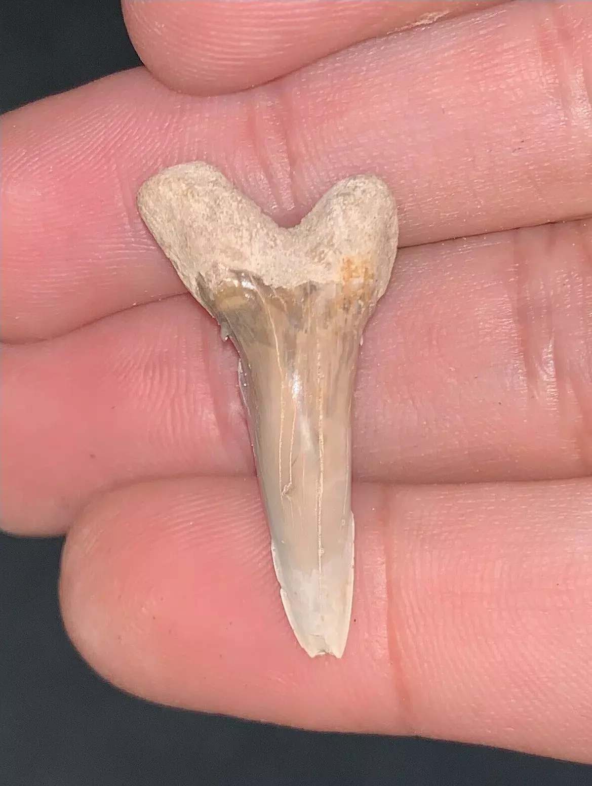1.13" Hemipristis serra - Virginia