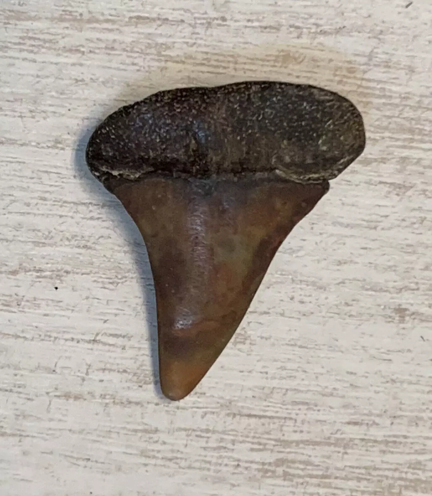 1.4" Carcharodon hastalis - Virginia