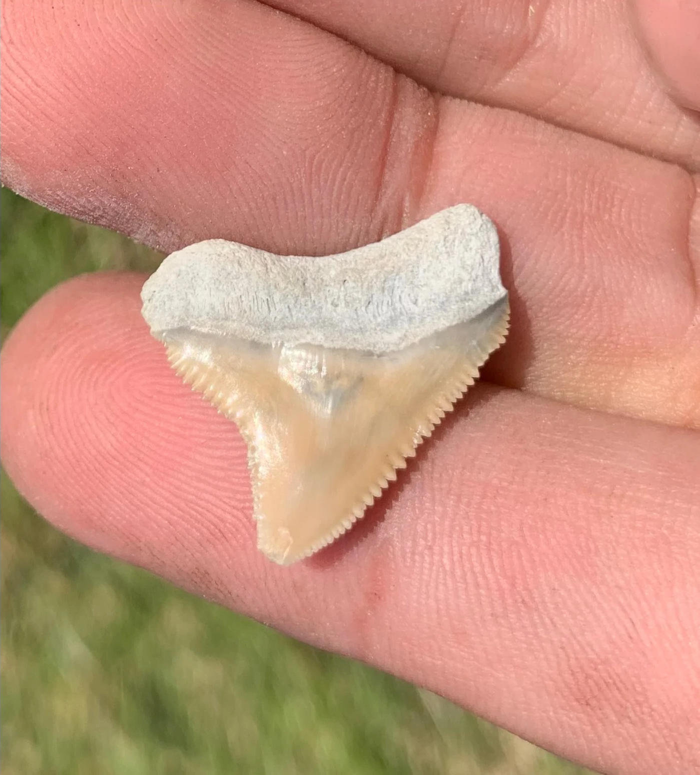 .86” Carcharhinus leucas - Lee Creek Mine