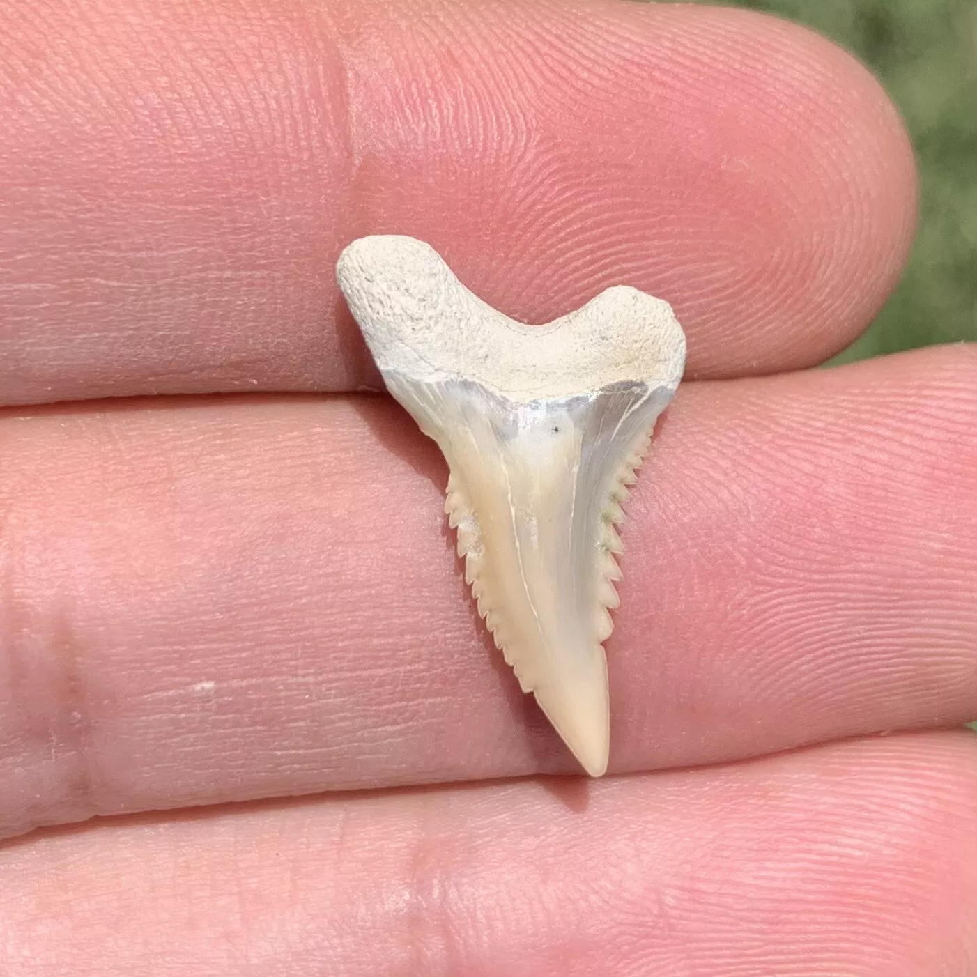 .9" Hemipristis serra - Lee Creek Mine