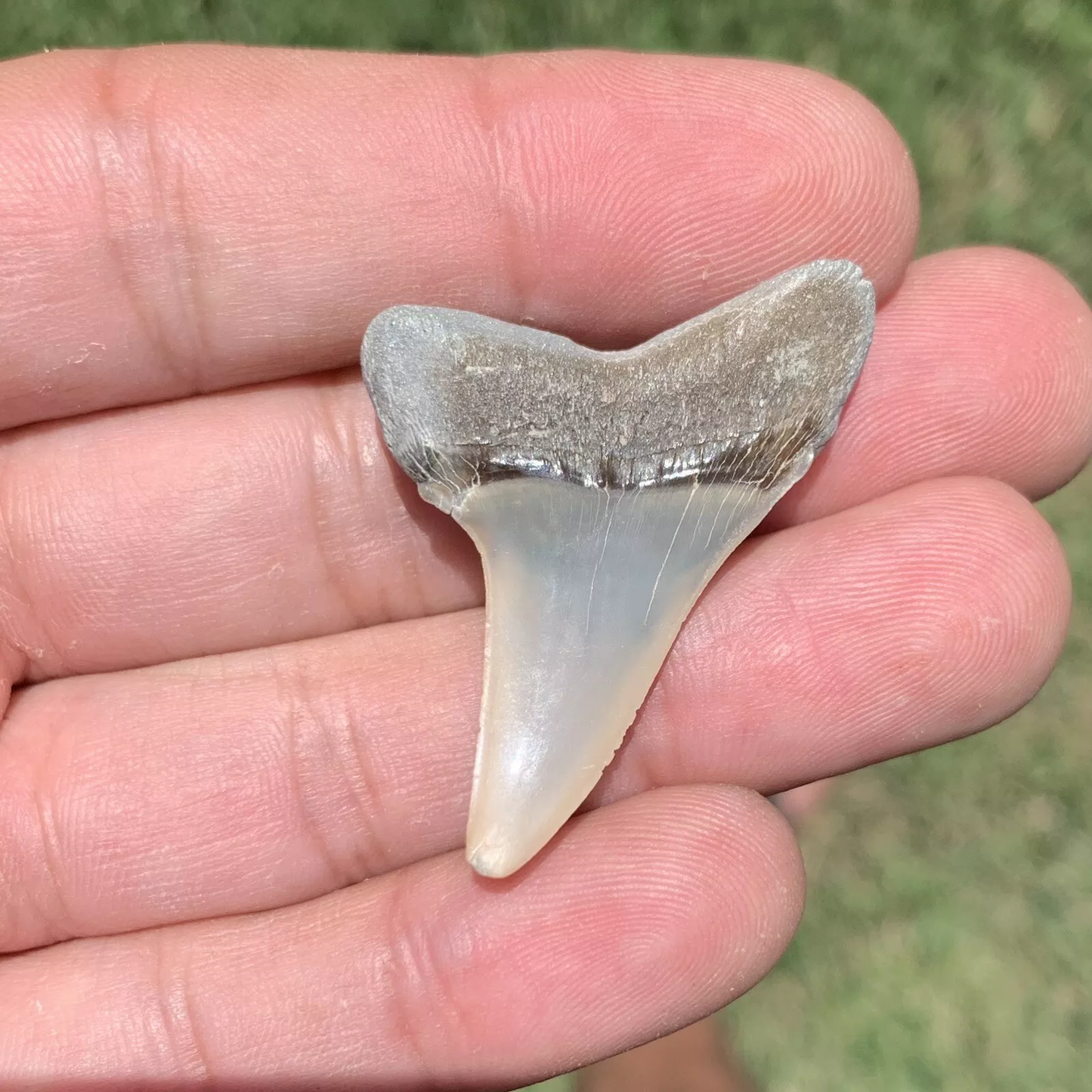 1.63” Carcharodon hastalis - Lee Creek Mine